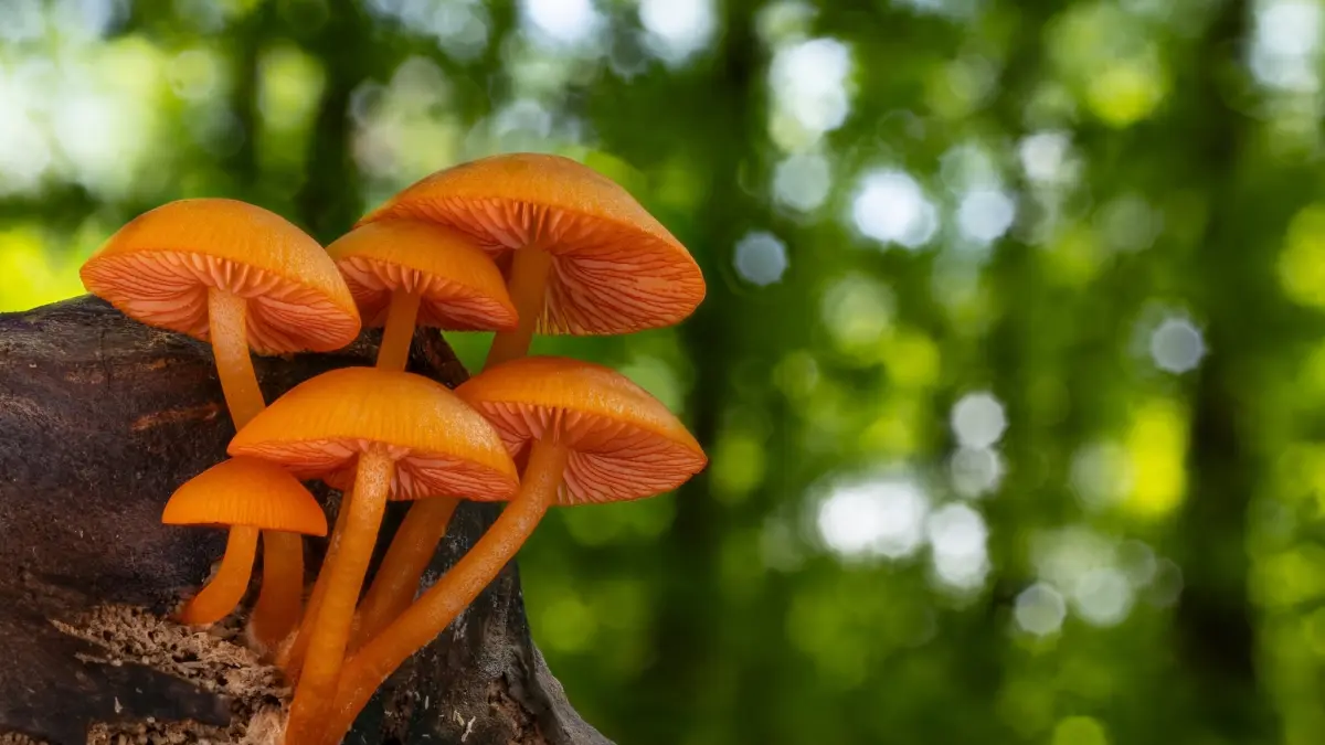 biologii cer dreptate pentru regnul uitat al ciupercilor fara ele lumea asa cum o cunoastem nu ar exista
