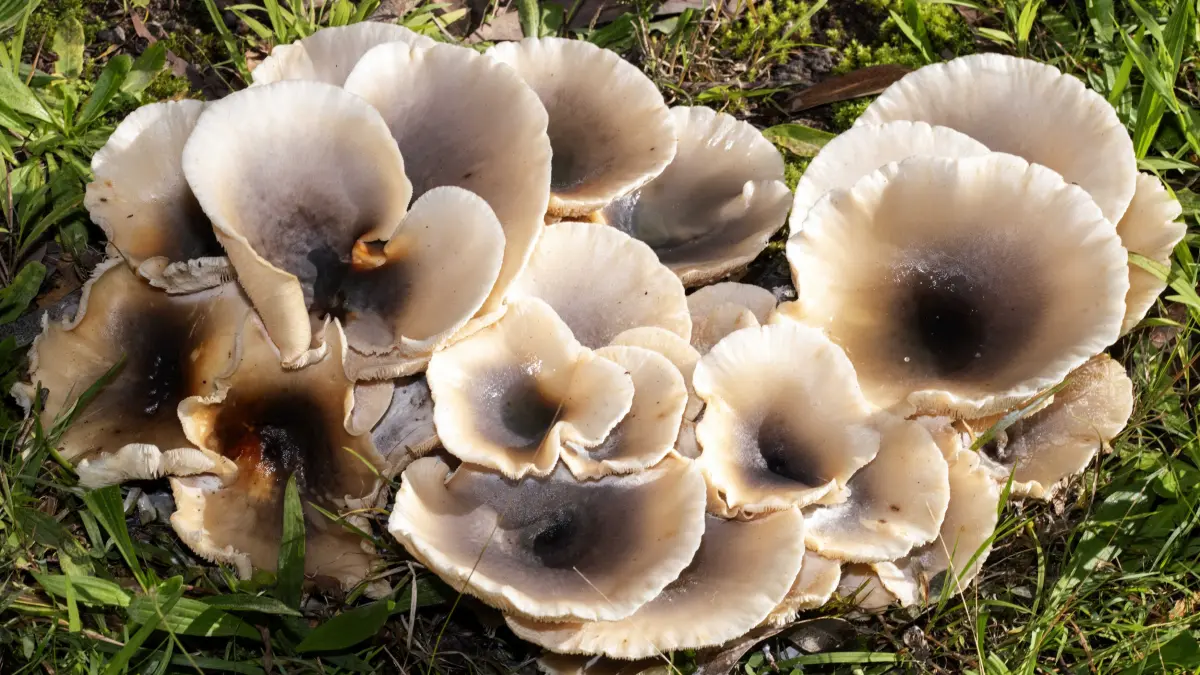 biologii cer dreptate pentru regnul uitat al ciupercilor fara ele lumea asa cum o cunoastem nu ar exista