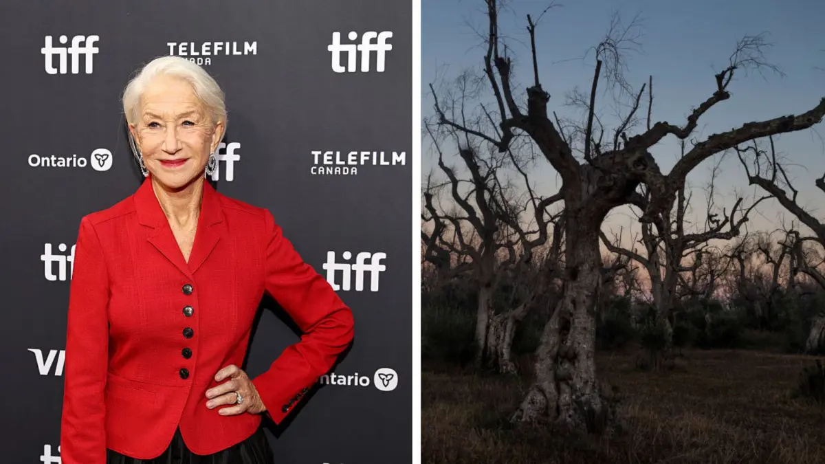 actrita helen mirren vrea sa salveze maslinii italieni vechi de 1 500 de ani xylella fastidiosa a distrus 22 de milioane de copaci