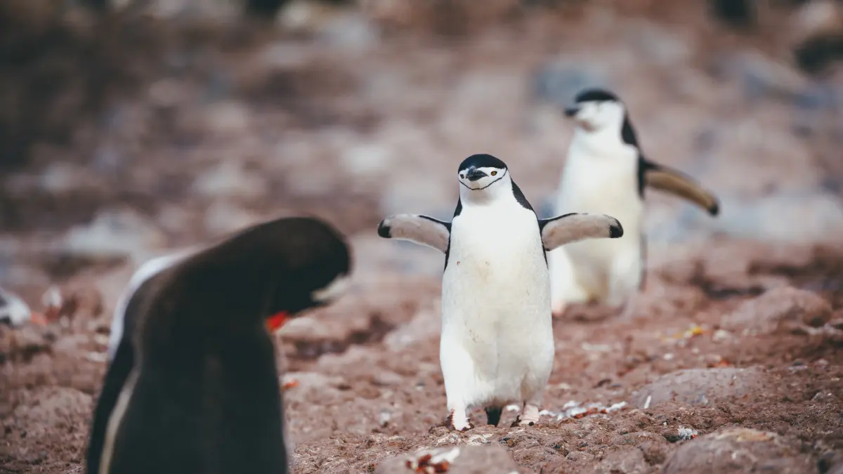 pinguini antarctici