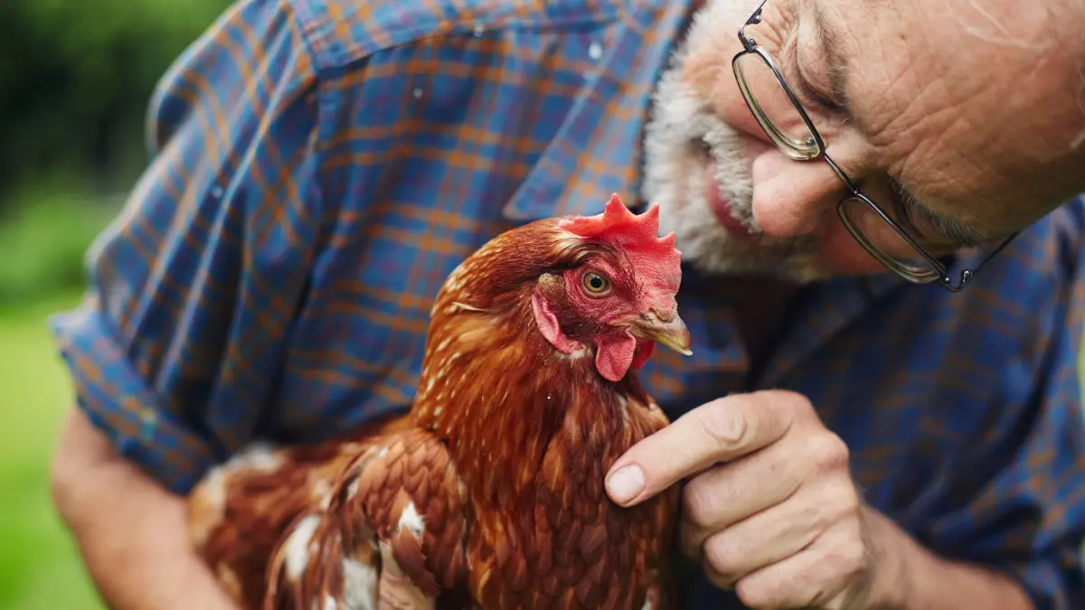 de ce nu au evoluat animalele de ferma ca sa se apere de oameni un biolog explica de ce nu vom avea prea curand o revolta a gainilor