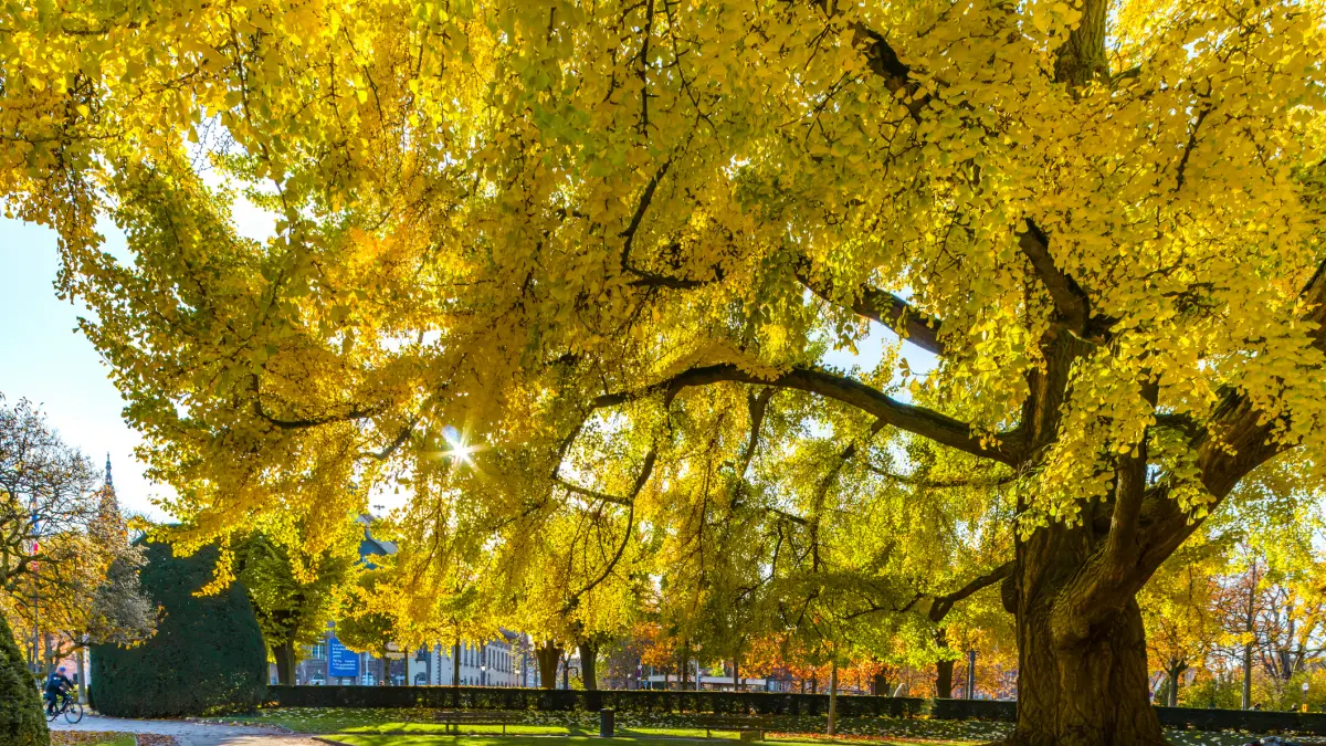 arbore de ginko