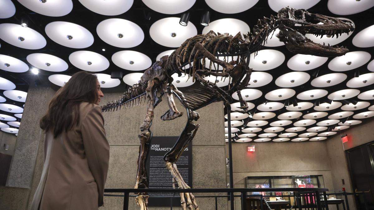 Un schelet rar de Nanotyrannus s-a vândut cu 47,3 milioane de dolari