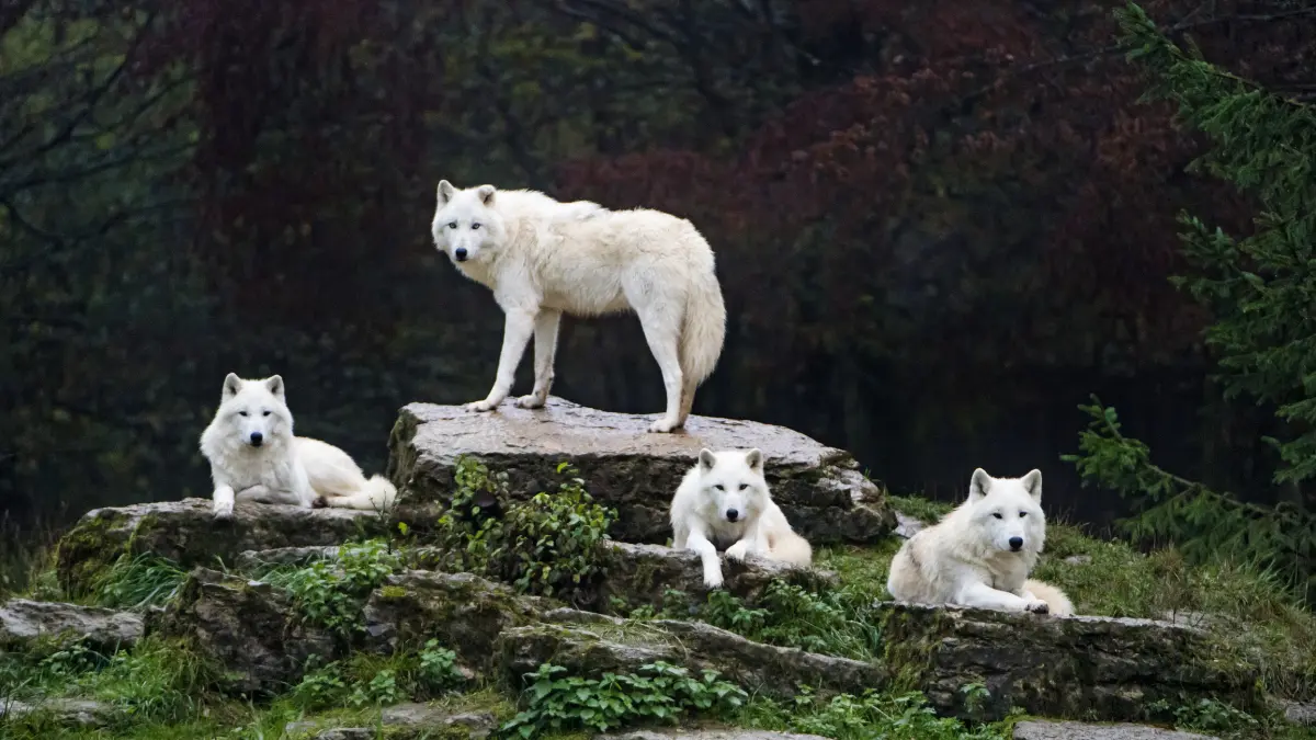 lupi arctici
