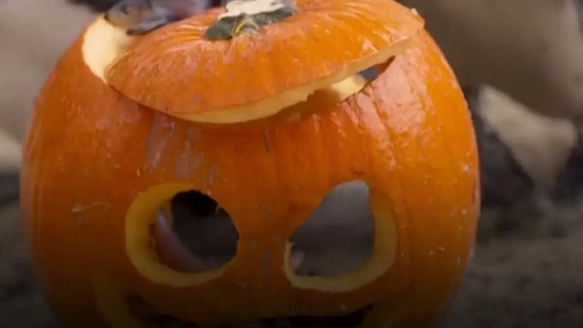 festin de halloween la zoo londra animalele au primit surprize ascunse in dovleci