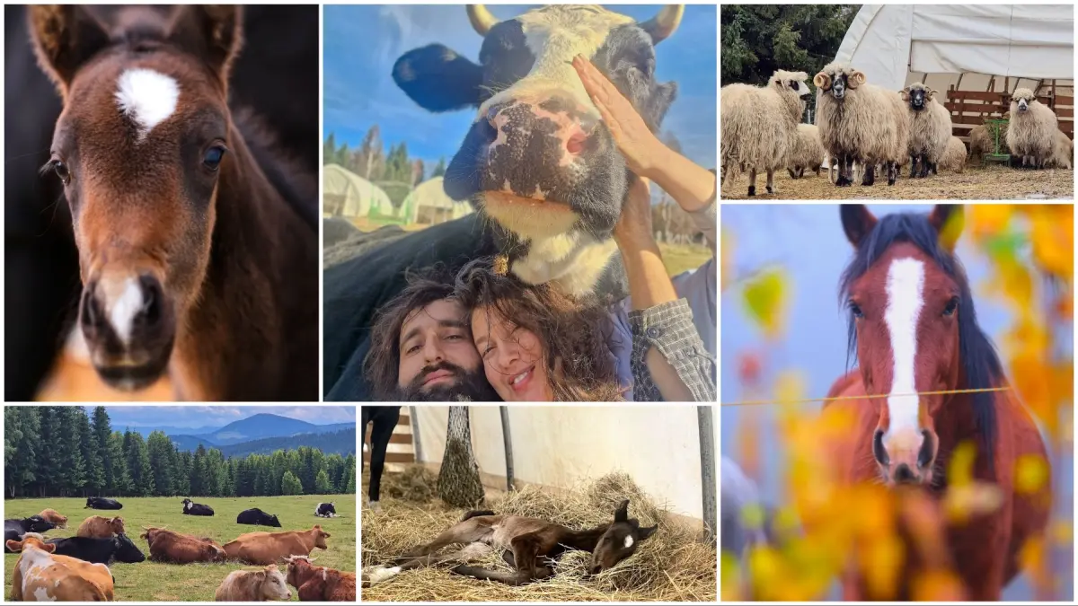 adapost animale salvate spirit animals sanctuary bucovina fundu moldovei andreea nicusor