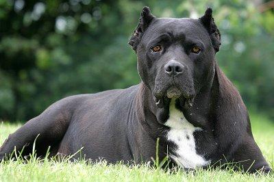 Moarte violentă pentru un bărbat din Zalău. A fost ucis de doi câini de luptă 442