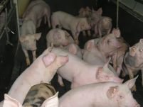 Carnea de porc interzisă la export pentru doi ani
