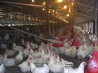 Virusul H5N1 depistat la o fermă din Germania