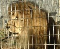 Femeie atacată de lei la Grădina Zoologică din Brăila
