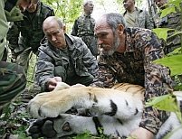 Vladimir Putin a salvat o echipă de televiziune de atacul unui tigru siberian