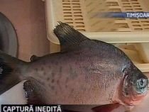 Un pescar amator a pescuit un piranha în apele râului Bega