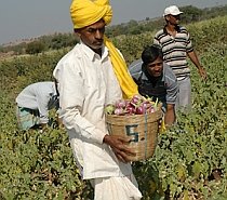 India amână cultivarea de vinete modificate genetic
