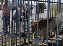 Bărbat muşcat de tigru la Grădina Zoologică din Sibiu (VIDEO)
