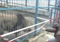 Braşov. Copil, scalpat de leu la grădina zoologică (VIDEO)