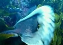 Primele imagini filmate de o caracatiţă în Oceanul Pacific (VIDEO)