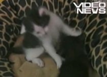 O pisică din SUA "a adoptat" trei pui de linx (VIDEO)
