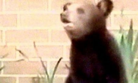 Un pui de urs strănută de 30 de ori în jumătate de minut (VIDEO)