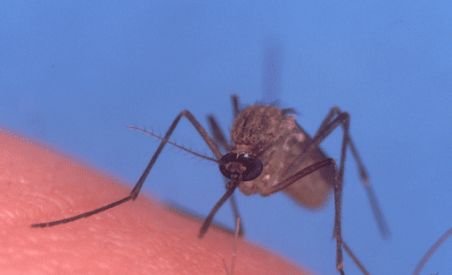 Numărul mare de ţânţari creşte riscul de meningită şi encefalită