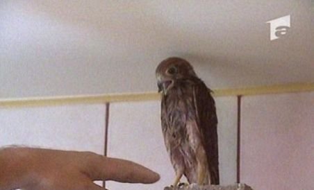Un şoim prădător, căzut din cuib, a fost pentru două luni pasăre de casă (VIDEO)