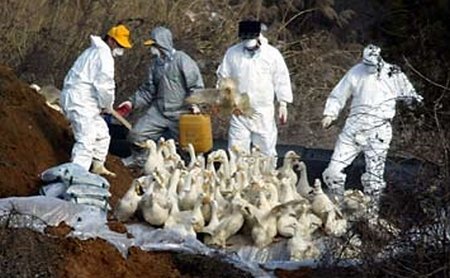 Alertă în Hong Kong: A fost depistat primul caz de gripă aviară la om, după 2003