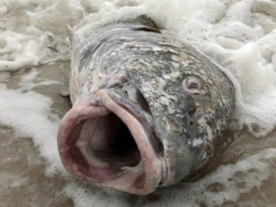 Întâmplările bizare continuă în Arkansas: 100.000 de peşti, descoperiţi morţi 
