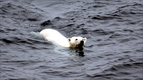 Călătorie record: Un urs polar a înotat, fără oprire, 687 de kilometri în 9 zile