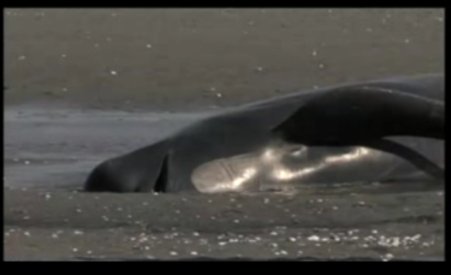 Noua Zeelandă. 80 de balene pilot au eşuat pe o plajă