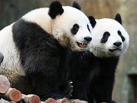 Urşii panda sunt eliberaţi în sălbăticie de oameni îmbrăcaţi în...urşi panda