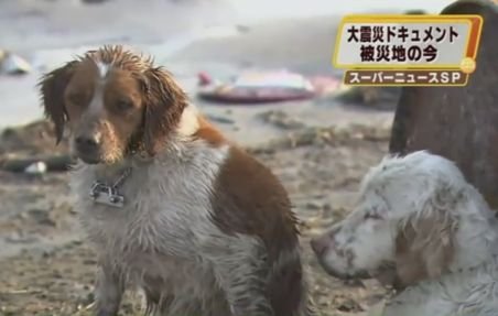 Lecţie de viaţă. Un câine îşi protejează prietenul rănit după tsunami-ul din Japonia