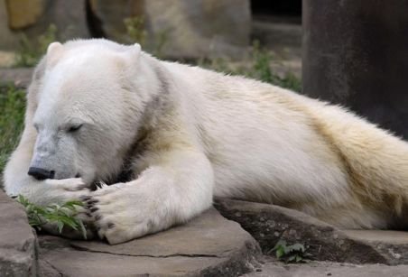 Knut, ursuleţul polar care a înduioşat o lumea întreagă, a murit