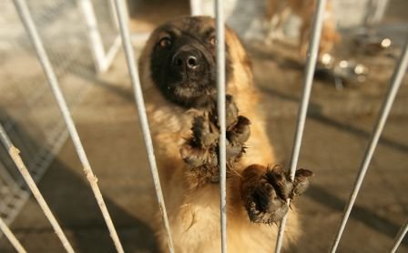 Măcel la un adăpost de câini din Botoşani. Peste 200 de animale au fost ucise