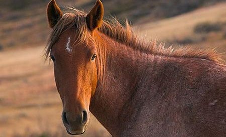 Unul dintre caii de la Letea a murit în drum către abator. Altul, în stare critică, va fi eutanasiat