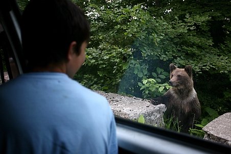 În Braşov, trăiesc de trei ori mai mulţi urşi decât ar fi normal