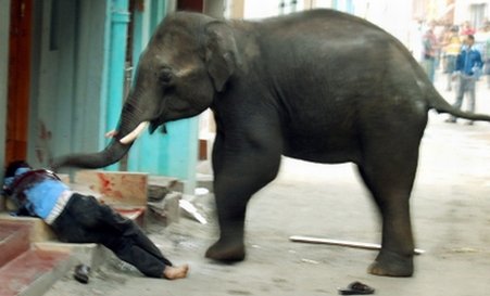 Şocant! Doi elefanţi au atacat un oraş din India. O persoană a murit călcată de animale