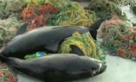 Imagini şocante: 33 de delfini sfârtecaţi în plasele lăsate de turci, găsiţi în Constanţa