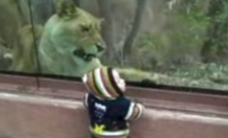 Joaca de-a pisica şi...bebeluşul! Un leu pofteşte la un copil curios la Zoo
