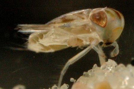 insectele din penis erecție după prostatectomie