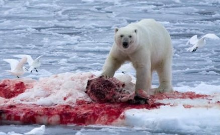 Un turist britanic a fost ucis de un urs polar în Norvegia