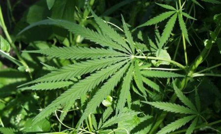 Un român a fost arestat în Irlanda în timp ce transporta 56 de kilograme de cannabis