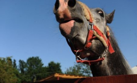 Recompensă de 500 de euro pentru găsirea stăpânilor care şi-au bătut calul cu bestialitate