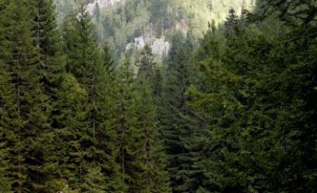 7,2 hectare de pădure vor fi defrişate pentru a face loc unei pârtii de schi lângă Slănic Moldova