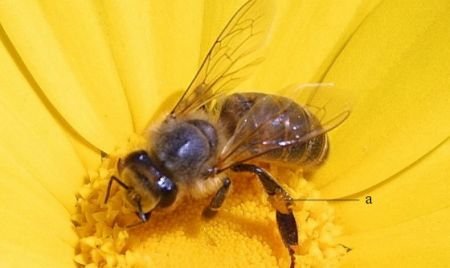 Consecinţa secetei: Albinele au devenit mai agresive. Numărul românilor înţepaţi s-a tripat