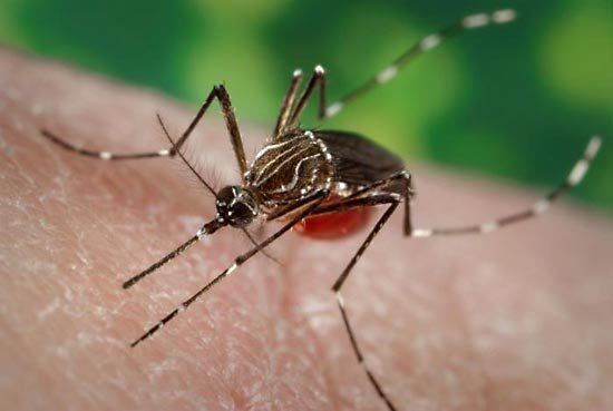 Britanicii au produs ţânţari care îşi ucid puii, pentru a preveni răspândirea unui virus