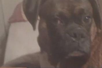 Prieten până la moarte: Un câine şi-a salvat stăpânul din incendiu şi a ars de viu