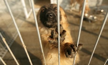 Autorităţile cumpără hrană cât pentru 1.000 de maidanezi, dar pot adăposti doar 250 de câini în Bucureşti