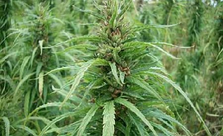 Plantaţie de cannabis, descoperită de poliţişti în casa unor tineri din Constanţa