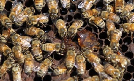 Mierea din plante modificate genetic nu va mai putea fi comercializată fără autorizaţie
