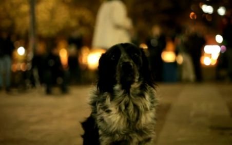 Câinele Shelby, desemnat lider al mişcării Occupy Denver. Va discuta cu oficialii oraşului