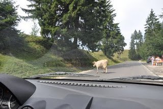 Se întâmplă în Romania. Şoferi, circulaţi cu mare atenţie! Trec... vacile!